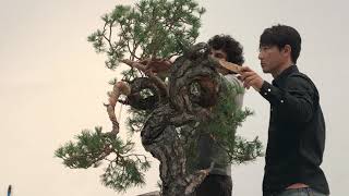 Taiga Urushibata Tantai 2019 Pinus sylvestris bonsai demo [upl. by Rednazxela]