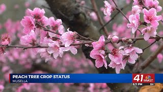 Dickey Farms predicts good crop of Georgia peaches despite weather challenges [upl. by Neetsirhc]