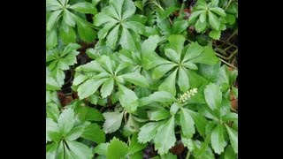 PACHYSANDRA GROUND COVER [upl. by Notsreik]