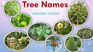 77 Tree Names With Pictures in Tamil and English [upl. by Eydnarb]