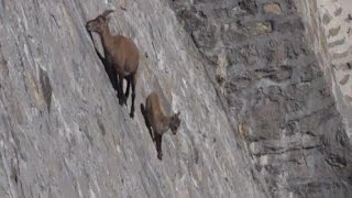 El insólito paseo de dos cabras en Italia [upl. by Anevad]