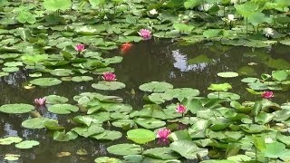 京都 6月 勧修寺 花菖蒲･睡蓮 Kajūji Temple with flowers201406 [upl. by Norbie]