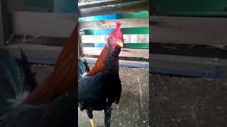 El Canto del gallo de pelea [upl. by Kenny]