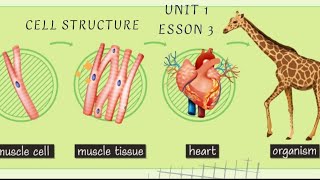 cell structure  science  Grade 6  unit 1  concept 1  lesson 3  Frist term [upl. by Ronnholm]