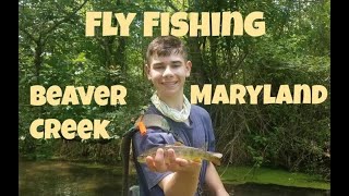 Fly Fishing BEAVER CREEK Maryland [upl. by Euqinahc]