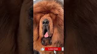 TIBETAN MASTIFF [upl. by Glaudia]