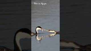 Western Grebe Feeding Chick birds westerngrebe feeding wildlife [upl. by Aihsirt586]