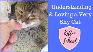 Why is my Cat SO Scared of Me Living with a Shy Cat [upl. by Ecirahc]