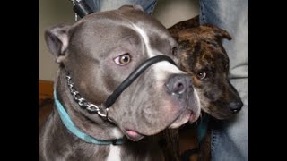 Compare SafeCalm Dog Collar to the Halti Gentle Leader  Dog Whisperer BIG CHUCK MCBRIDE [upl. by Wilterdink]