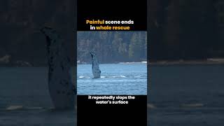 Painful Scene Ends In Whale Rescue 🐋✨ [upl. by Ajay321]