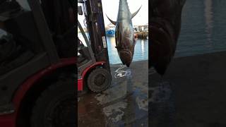 fishing yellowfin bluefin yellowbellyfishing fish fishline youtubeshorts shortsfeed shorts [upl. by Town]