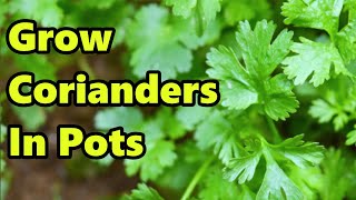 How to Grow Coriander in Pots  THE SIMPLE AND EASY WAY [upl. by Molohs]