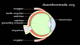 Hoe werkt het oog accommoderen [upl. by Paloma]