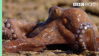 Extraordinary Octopus Takes To Land  The Hunt  BBC Earth [upl. by Parks]