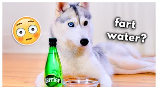 HUSKY Tries Fizzy Water for the First Time Does she like it [upl. by Artaed995]