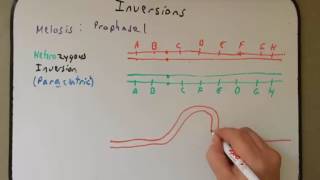 Chromosomal Inversions [upl. by Eaneg712]