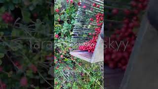 lingonberry fruit harvesting [upl. by Aniv937]