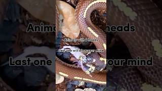 Animals with 2 heads  two Headed animals facts factvideo snake tortoise whale [upl. by Schoening]