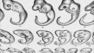 Haeckels Bogus Embryo Drawings [upl. by Soelch]