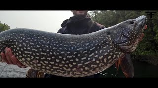 BEST Bait for BIG Northern Pike [upl. by Calie187]