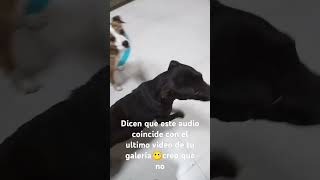 No le quedó a negrita😅 encanto dog pets perros mexico shortsvideo perroslindos short [upl. by Mcintosh]