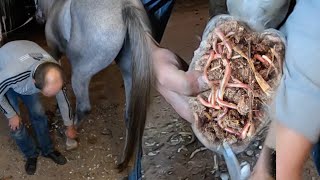 Extreme Hoof Cleaning The Grossest Hooves Ive Ever Tackled [upl. by Ennovyhc]