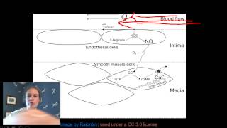 Nitric Oxide NOS and vasodilation [upl. by Asusej69]