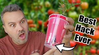 Best Way to Start Tomato Seeds Indoors or Outdoors [upl. by Porche654]