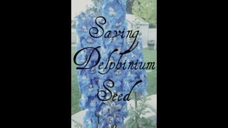 Saving Delphinium Seed [upl. by Stormy168]