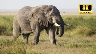 African Elephants  Giants of the Savannah  8K Wildlife Adventure 🐘 [upl. by Prudie]