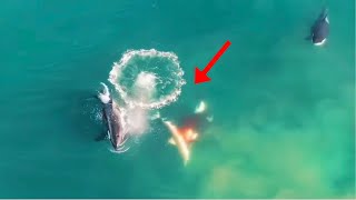 Footage Captures Killer Whales Eating Great White Shark Sharks vs Orcas [upl. by Idoc]