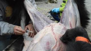 How to skin a Black Bear for a rug mount Part 6 Alaskan Black Bear Spring 2017 [upl. by Regan944]