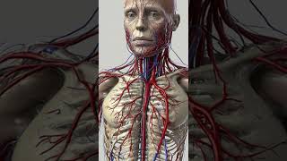 FYIWhat is the total length of a blood vessel in the human body facts shorts [upl. by Brooks678]