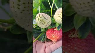 Chuladas de fresas en los campos de california 🥰🥰 [upl. by Harmony]