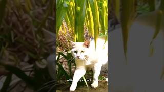 Cute white cat cat walk lovely catforyou catlover viralshorts shorts short [upl. by Sammer]