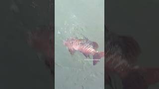 Mangrove Jack Fish Fishing Live Tiger Prawn Bait fishing fishinglife mangrovejack [upl. by Tailor]