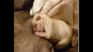 traditional shar pei newborn VRODEAS [upl. by Howe]