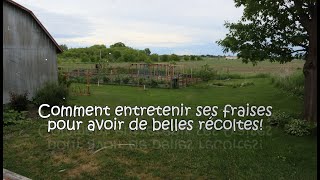 Comment entretenir ses fraises [upl. by Dao]