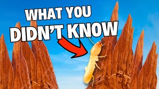 What you DIDNT KNOW about Termites [upl. by Mckenzie]