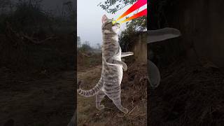 Billi bole meow meow cute cat dance music song funny  cat [upl. by Cooke]