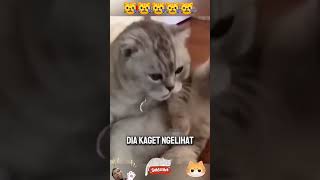 Kucing di kebiri faktakucing cat shortvideo [upl. by Llerred]