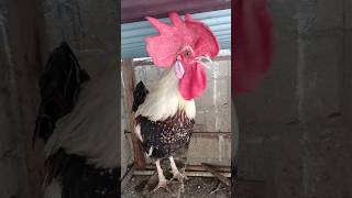 Adorable Rooster Crowing Sounds  Amazing Rooster Crowing Loudly  shorts🐓 [upl. by Oretos]