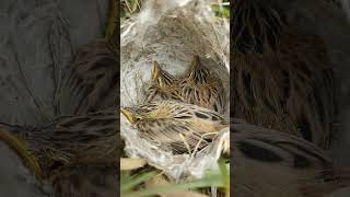 Chirping Charmers Exploring the Delightful World of Zitting Cisticola Bird Babies [upl. by Genevra108]