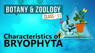 Characteristics of Bryophyta  Kingdom Plantae  Biology Class 11 [upl. by Quita940]