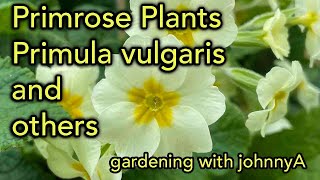 How To Grow Primula vulgaris  The English Primrose and Other Species [upl. by Atinele839]