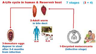 GIT module Fasciola in liver [upl. by Hulbard]