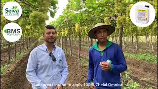 Chelal Omnical on table grapes Italia producer Frutas Marques Brazil [upl. by Atwekk418]