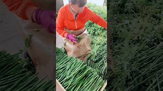 Thornless Rose Cutting As Root Stocks For Rose Tree Grafting farming plants flowers [upl. by Edna]