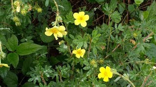 Dasiphora fruticosa L Rydb Potentilla fruticosa [upl. by Sadye]