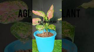 Top 10 best low maintenance indoor plantshouseplants follow this channel [upl. by Madaih]